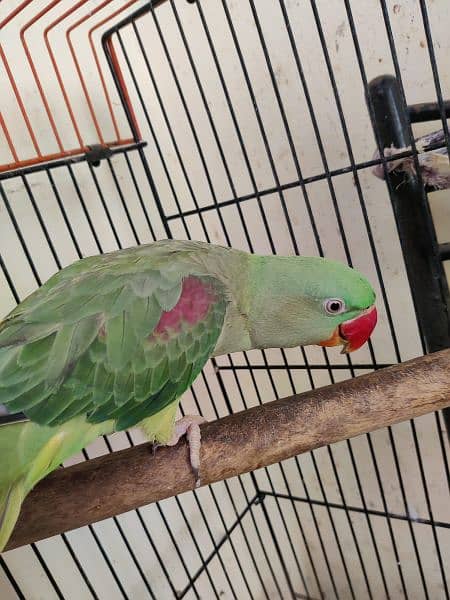 pahadi parrot with Cage 3