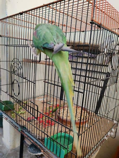 pahadi parrot with Cage 4