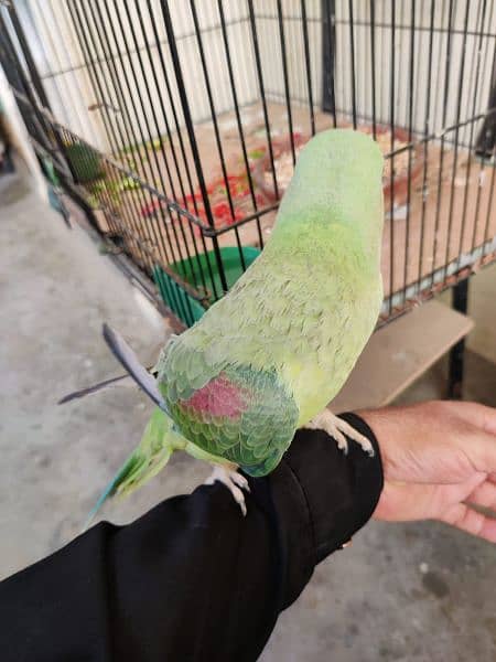 pahadi parrot with Cage 5