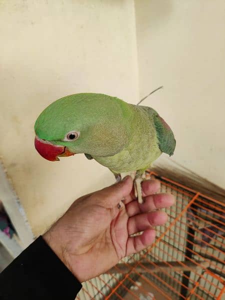 pahadi parrot with Cage 6