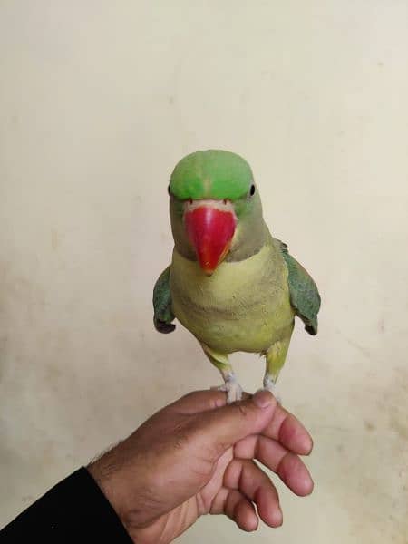 pahadi parrot with Cage 8