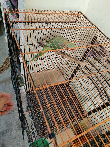 pahadi parrot with Cage 9