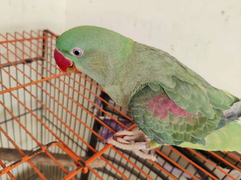 pahadi parrot with Cage 10