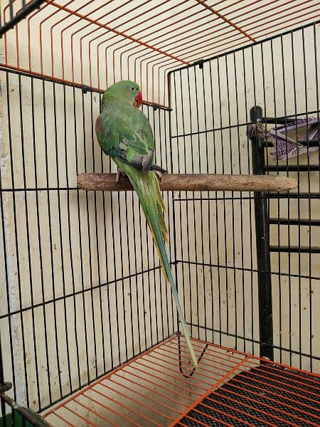 pahadi parrot with Cage 12