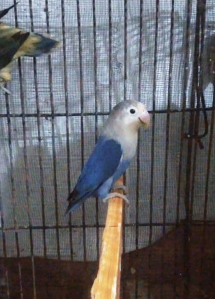 parblue+albino+blue fishri 2