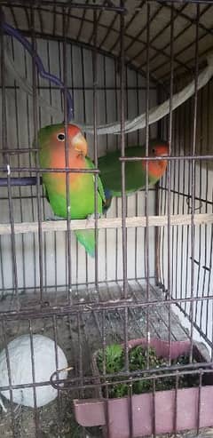 pair of love birds (peach face) with 5 budgies