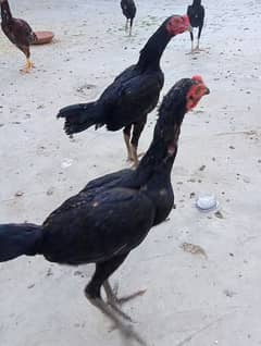 3 males n 6 females aseel, wama exchange with egg starter hens.