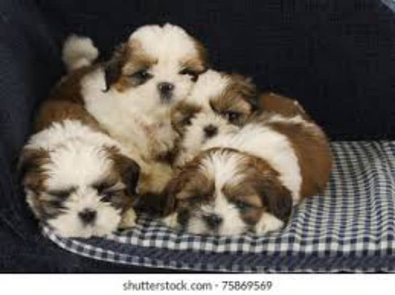 Shihtzu puppies available play full and healthy puppies vaccine done 1