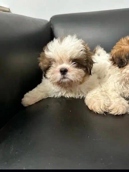Shihtzu puppies available play full and healthy puppies vaccine done 2