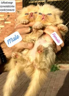 pure persian kittens male and female piki face from cfa piki bloodline