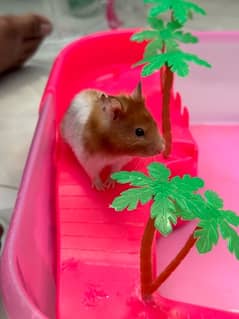 one Hamster with playful cage for sale 0