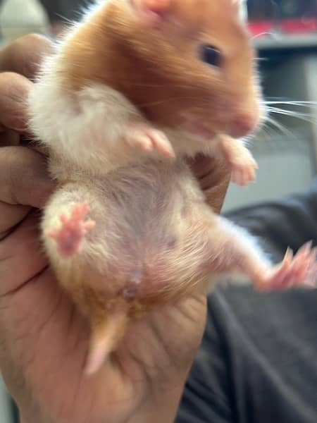 one Hamster with playful cage for sale 1