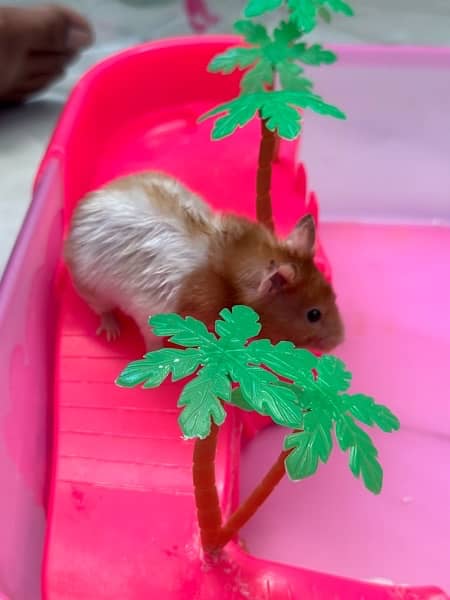 one Hamster with playful cage for sale 2