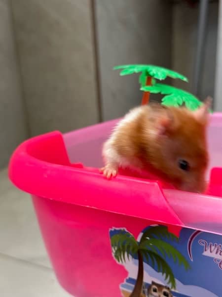 one Hamster with playful cage for sale 3