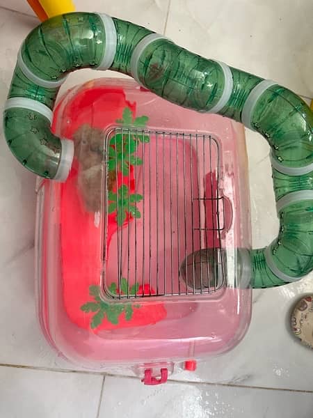 Hamster Pair with playful cage for sale 4
