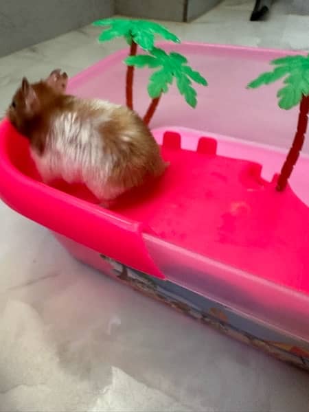 one Hamster with playful cage for sale 5