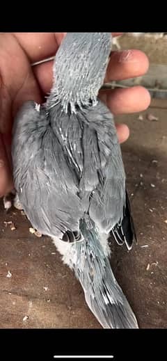 grey ringneck ha (mitho) 17,000