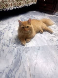 Persian beautiful Male Cat for sale