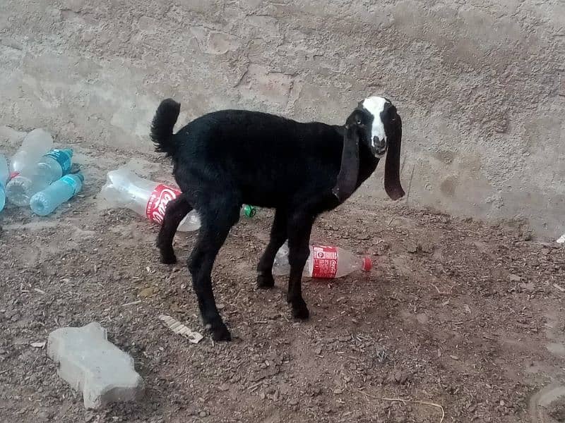 Pure Amratsari bheetal goat babies 6