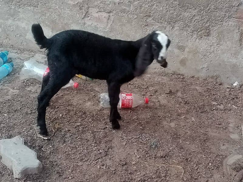 Pure Amratsari bheetal goat babies 7