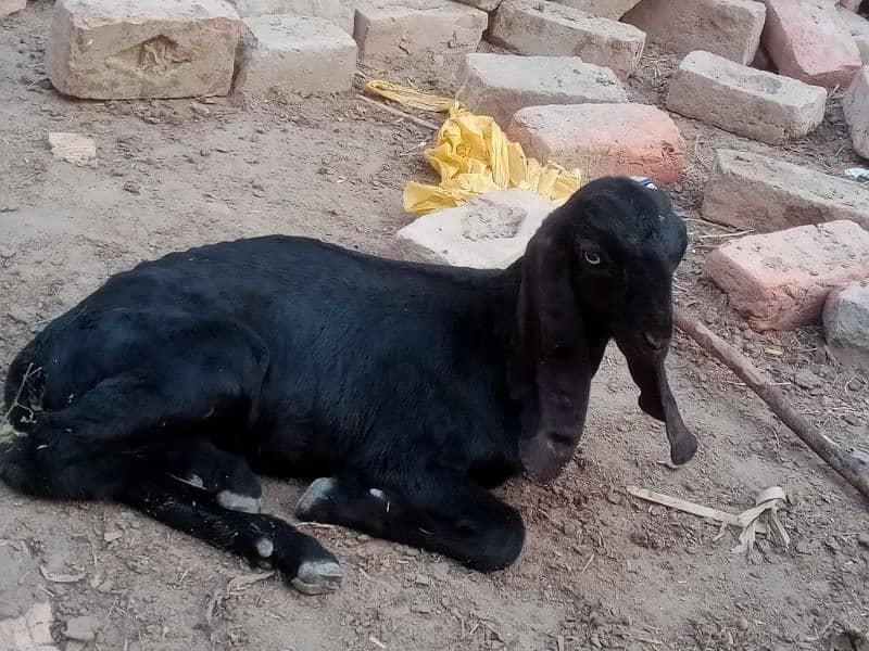 Pure Amratsari bheetal goat babies 8