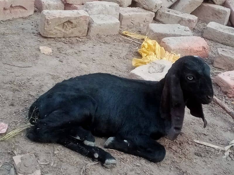 Pure Amratsari bheetal goat babies 10