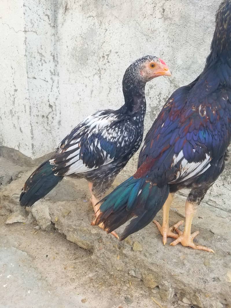 Aseel Chickens for Sale 2