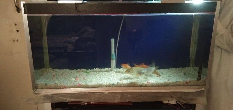 Fish Tank with 4 long Golden Fish 1