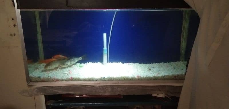 Fish Tank with 4 long Golden Fish 2