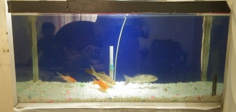 Fish Tank with 4 long Golden Fish 4