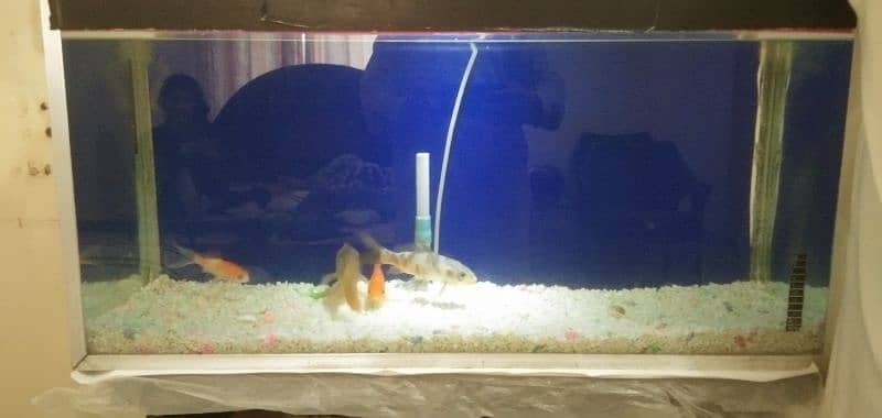 Fish Tank with 4 long Golden Fish 5