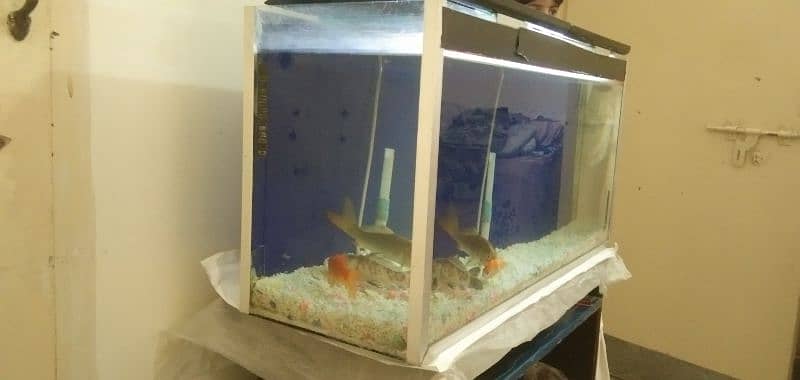 Fish Tank with 4 long Golden Fish 6