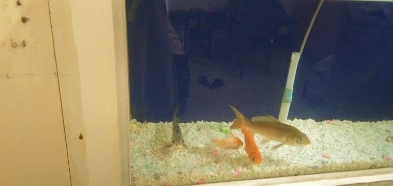 Fish Tank with 4 long Golden Fish 7