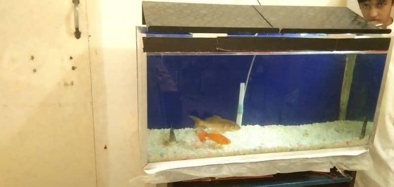 Fish Tank with 4 long Golden Fish 8