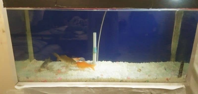 Fish Tank with 4 long Golden Fish 9