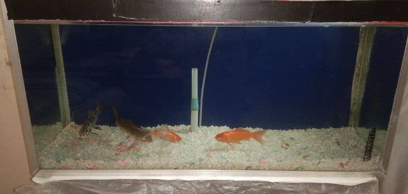 Fish Tank with 4 long Golden Fish 10