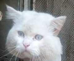 pure persian breed blue eyes