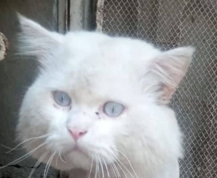 pure persian breed blue eyes 1