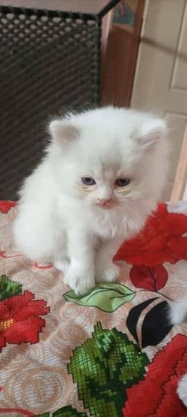 parshion kiten Samy panch terepal cot