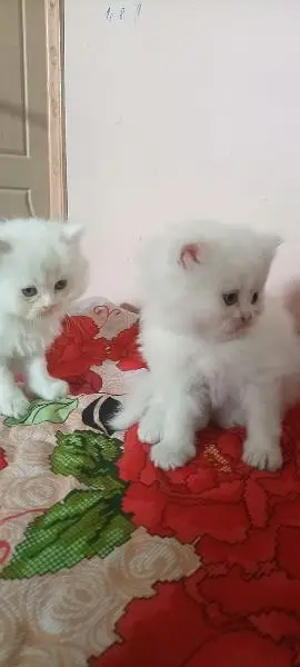 parshion kiten Samy panch terepal cot — photo 2