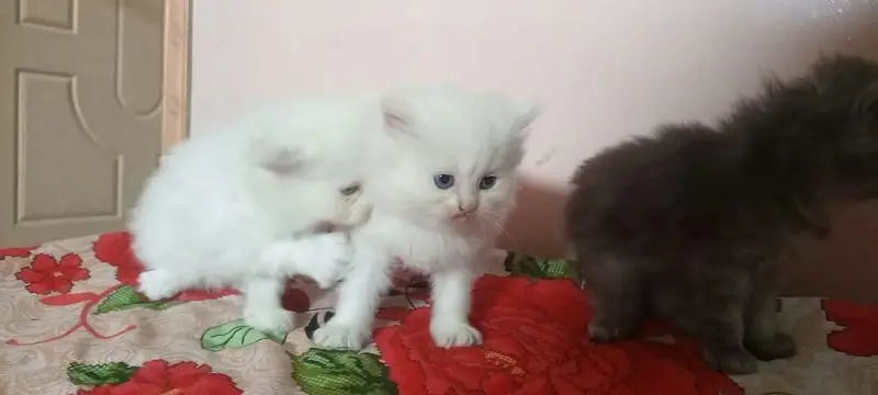 parshion kiten Samy panch terepal cot — photo 3