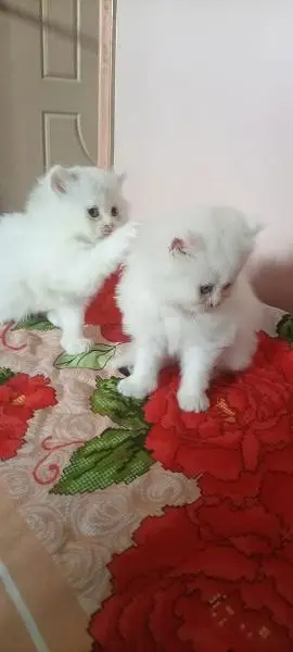 parshion kiten Samy panch terepal cot — photo 4