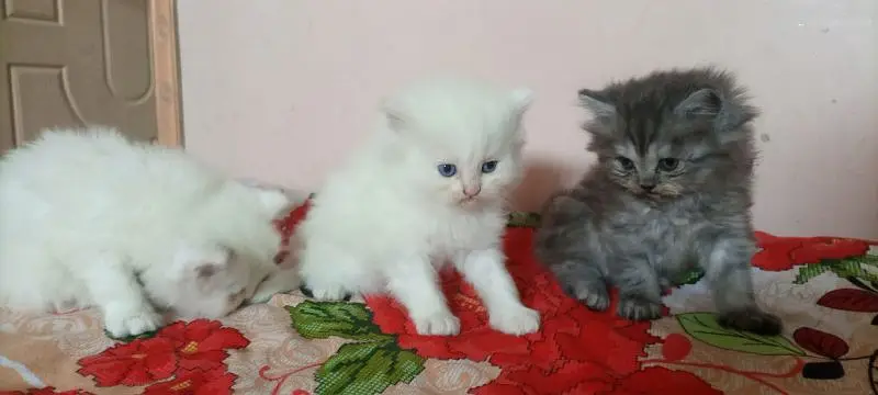 parshion kiten Samy panch terepal cot — photo 5