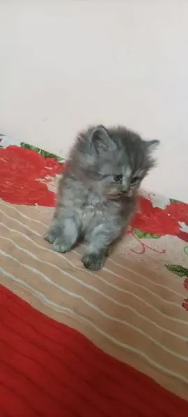 parshion kiten Samy panch terepal cot — photo 6