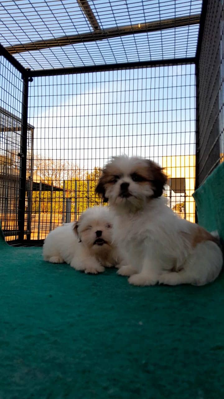 Shihtzu Pups for sale, Male femle availabe top Quality pup, Non ped. 4