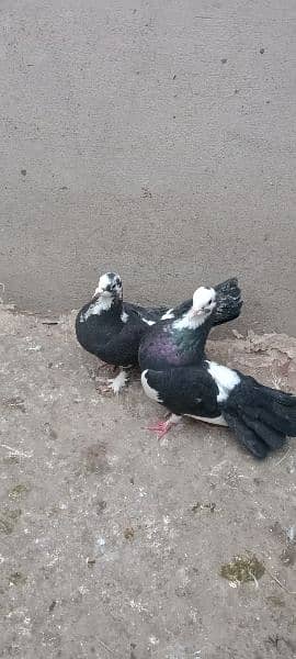 Black pigeons pair breeder 1
