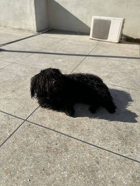 Toy Poodle male for sale 2