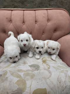 Maltese adorable puppies for sale grab your puppy 0