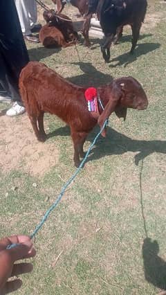 gote for sale 03046243826