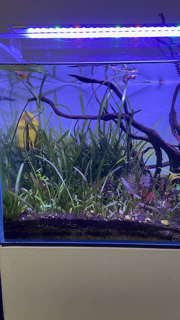 ADA Aquarium for Sale 7